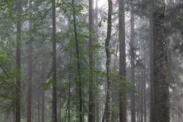  Tree trunks in misty stand © Aleksander Bolbot
