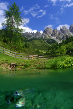 BERG ODER BACHFORELLEN