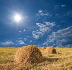 summer harvest