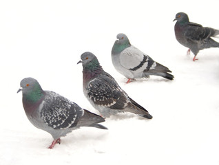 Group of pigeons on snow..