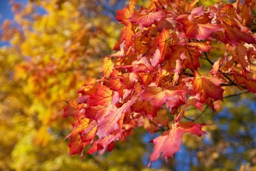 background with bright fall maple leafs