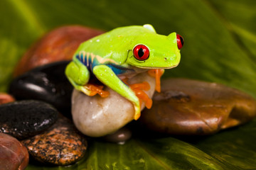 Exotic frog