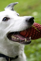 Obraz premium Bright eyed white dog with red toy