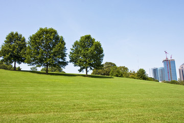 Fototapeta na wymiar Trees on City Park Hill