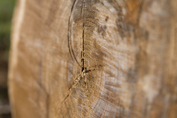 Selective focus on Sawn log