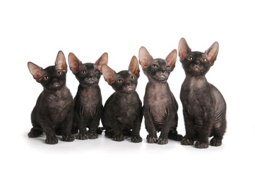 Five black sphinx kittens sit isolated on white