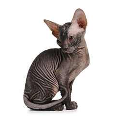 Sphynx kitten black color isolated on white