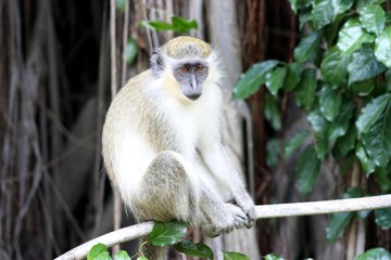 Fototapeta premium singe vert des Caraïbes