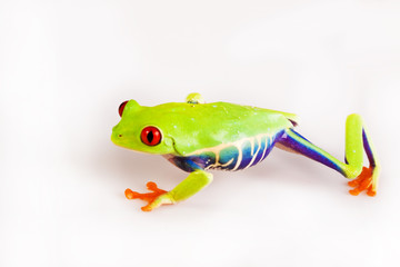 Exotic frog