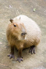 Closeup of an adult capybara