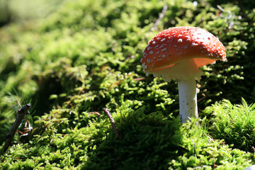 ROTKÄPPCHEN