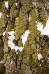 Close up view of wood bark..