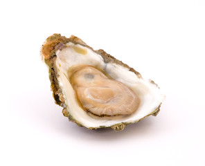 Oyster on a white background