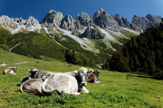 TRAUMLANDSCHAFT