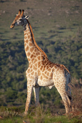 Obraz na płótnie Canvas giraffe
