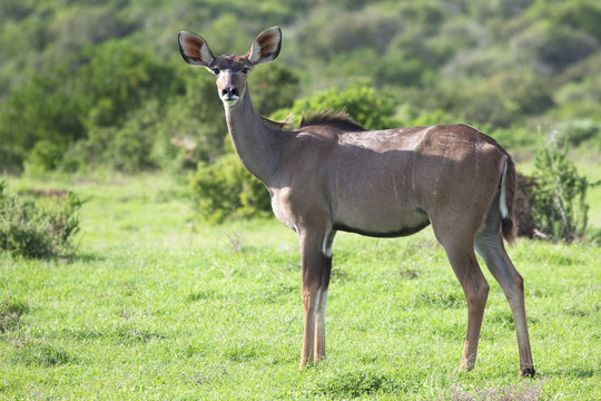 Female kudu