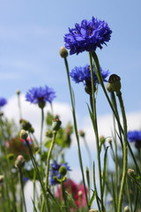 Kornblumen