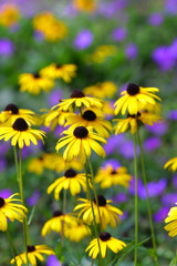 Fototapeta premium Black eyed Susan