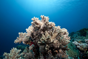 Fototapeta na wymiar ocean and finger leather coral