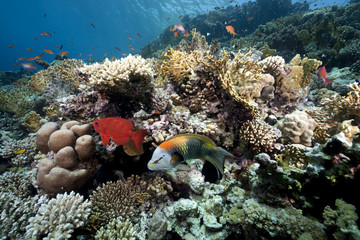 Plakat ocean i koral