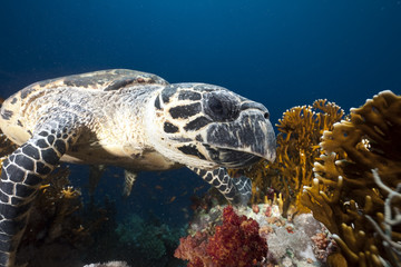 ocean and hawksbill turtle