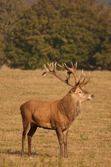 Naklejka na ściany i meble Male stag deer, with antlers