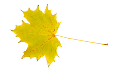 Yellow-green maple leaf