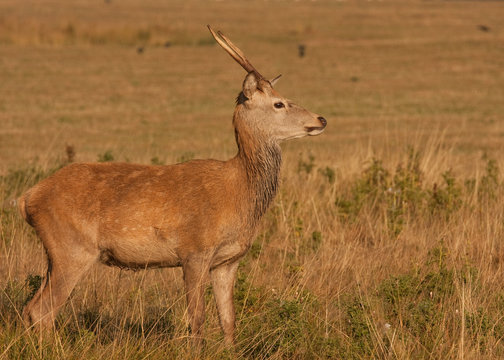 Young Stag deer, with anters