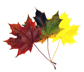 Three maple leaves