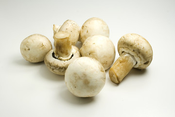 Photo of several fresh forest edible mushrooms