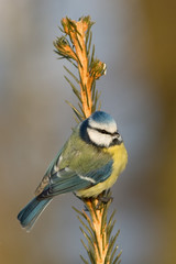 Blaumeise