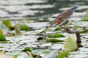 Green Heron (Butorides virescens)