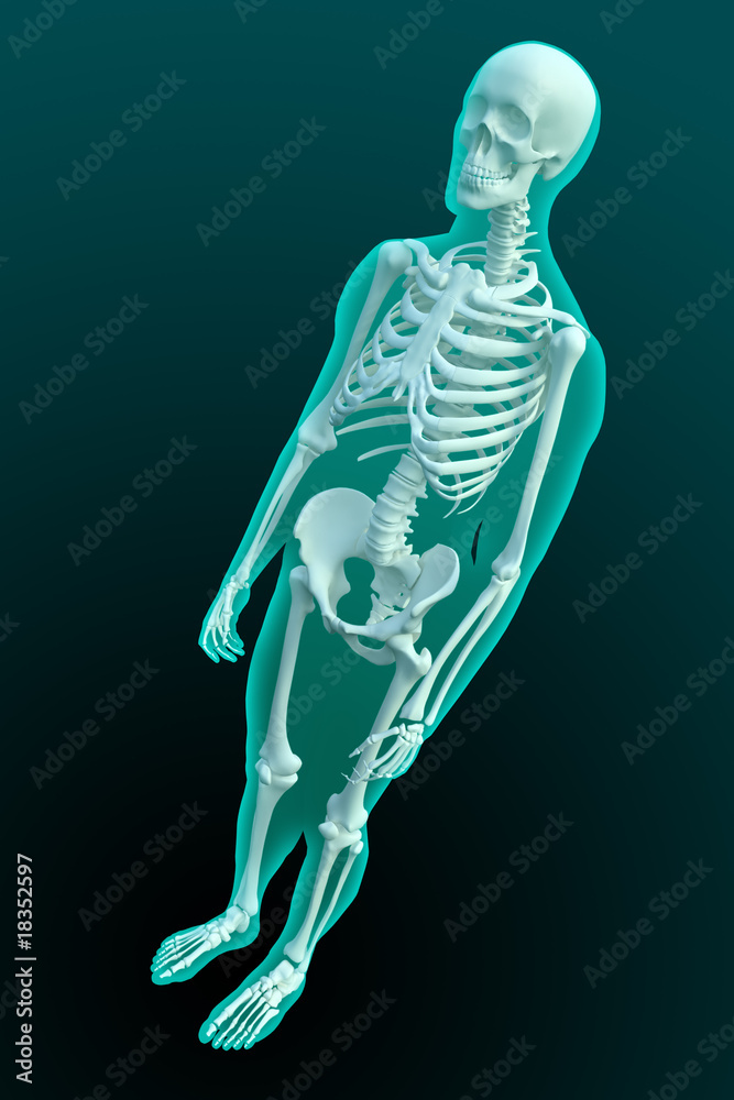 Fototapete 3d rendering of a male figure with visible skeleton structure