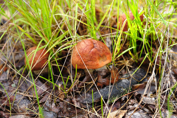 Wild mushrooms in the grass