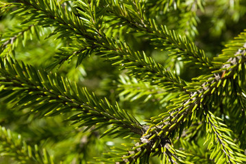 Fir branches