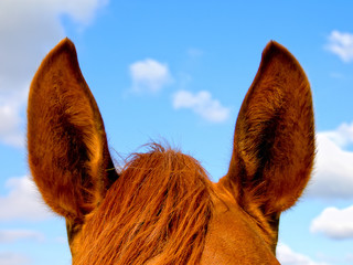 Fototapeta premium Horse's ears