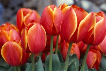 Red and Yellow Tulips