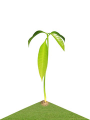 Mango Seedling