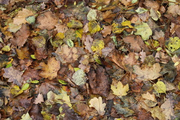 Herbst