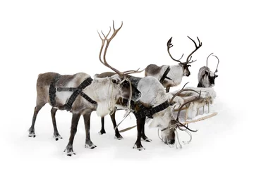 Wall murals Arctic Four reindeers