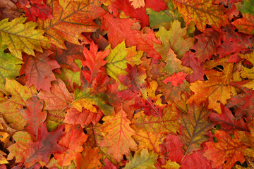 Fototapeta na wymiar Oak Leaves in Fall Color