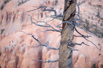 toter Baum im Grand Canyon