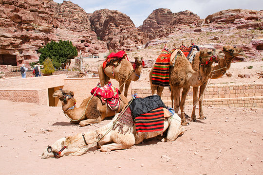Kamele in der antiken Stadt Petra, Jordanien