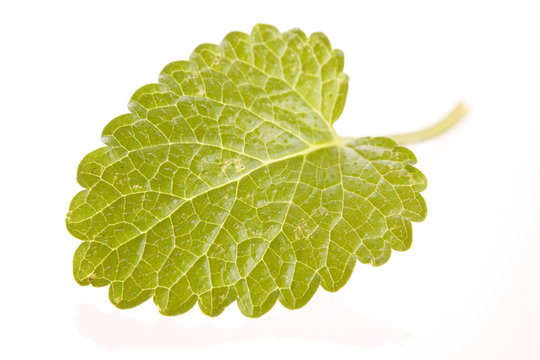 Mint leaf.