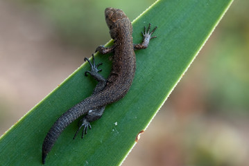 Eidechse auf Blatt