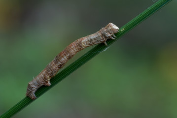 Spannerraupe