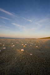 many shells on a beach