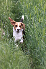 Beagle in einem Kornfeld