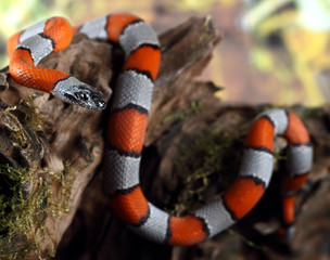 Naklejka premium coral snake