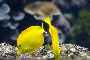 an exotic fish swimming